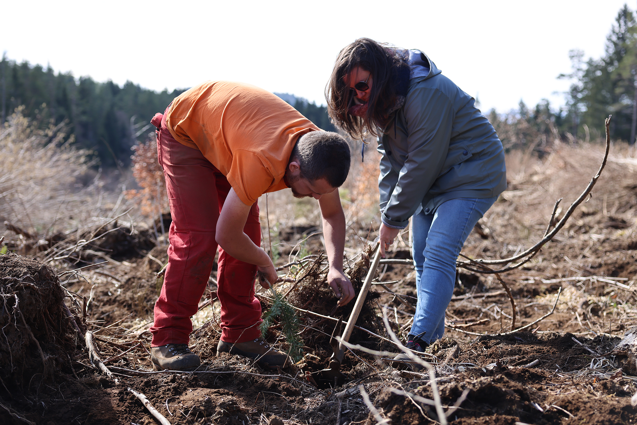 CRR plante 10000 arbres dans la chaîne des Puys